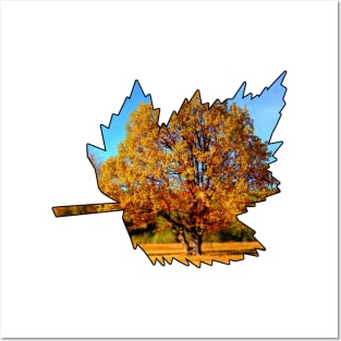 Maple Leaf Outline (Fall Colors) Posters and Art